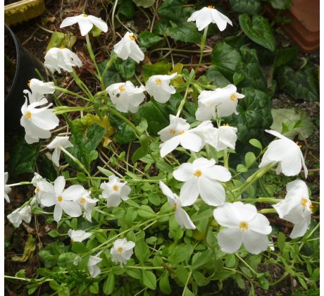 Nízký floxík 8(Phlox stolonifera bílý)