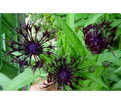 Centaurea montana
