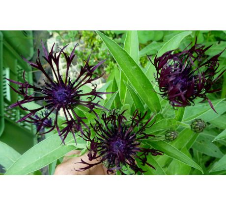 Centaurea montana