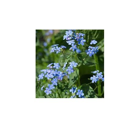 Pupkovec jarní (Omphalodes verna)