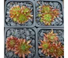 Orostachys spinosa " Red Form "