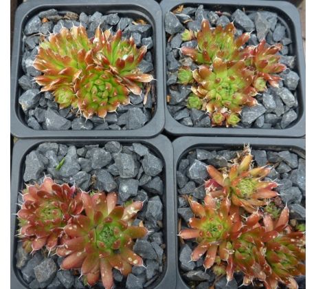 Orostachys spinosa " Red Form "