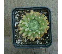 Orostachys spinosa