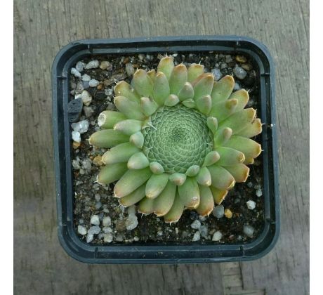 Orostachys spinosa
