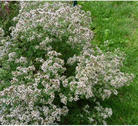 Dobromysl (Origanum vulgare)