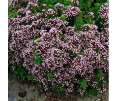 Origanum vulgare compactum