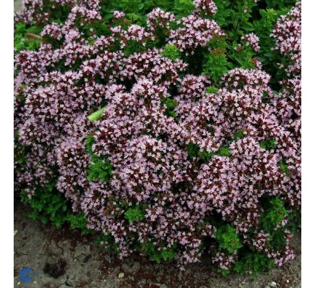 Origanum vulgare compactum