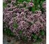 Origanum vulgare compactum