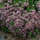 Origanum vulgare compactum