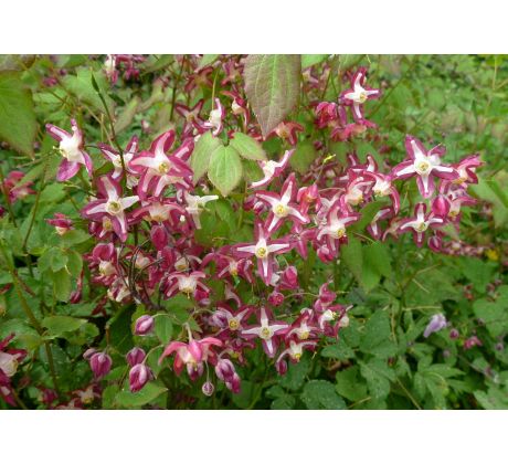 Škornice (Epimedium alpinum)