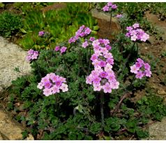 Pochybek (Androsace sarmentosa)