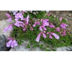 Dračík skalní (Penstemon rupicola)