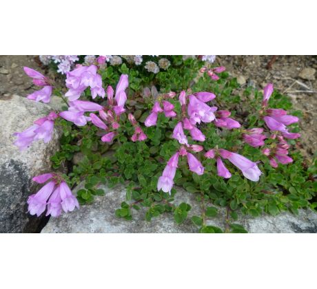 Dračík skalní (Penstemon rupicola)