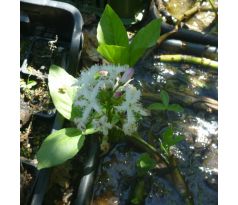 Menyanthes trifoliata