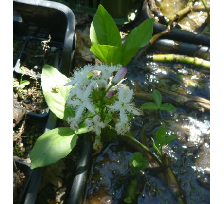 Menyanthes trifoliata