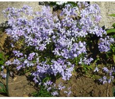 Nízký floxík 9(Phlox stolonifera modrý)