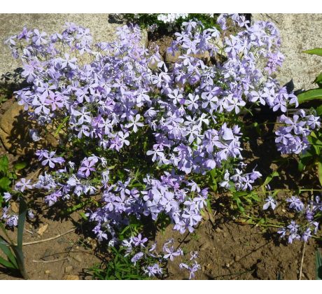 Nízký floxík 5(Phlox stolonifera modrý)