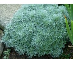 Pelyněk " Nana "(Artemisia schmidtiana )
