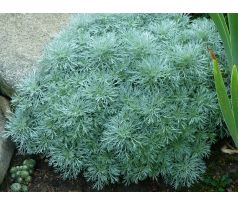 Pelyněk " Nana "(Artemisia schmidtiana )