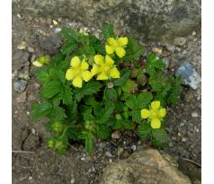 Mochna (Potentilla dickinsii)