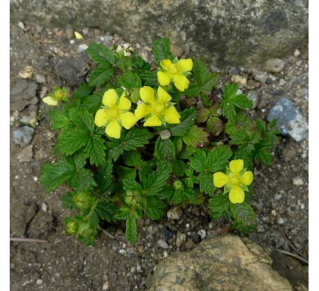 Mochna (Potentilla dickinsii)