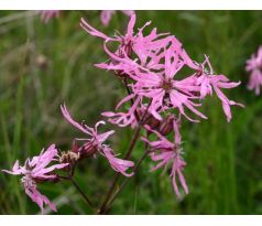 Kohoutek luční (Lychnis flos cuculi)