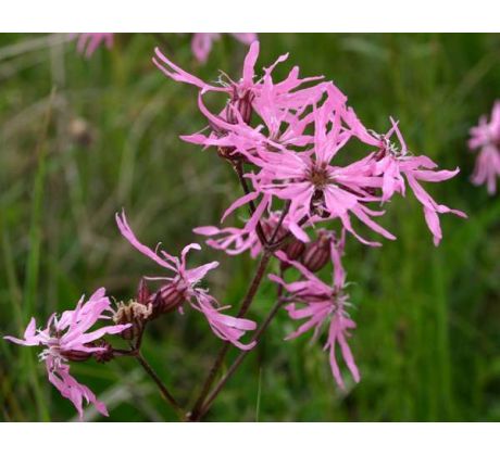 Kohoutek luční (Lychnis flos cuculi)