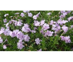 Skalkový floxík 27 (Phlox subulata)