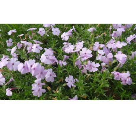 Skalkový floxík 27 (Phlox subulata)