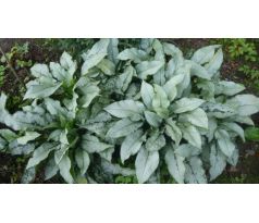 Pulmonaria saccharata " Majeste "