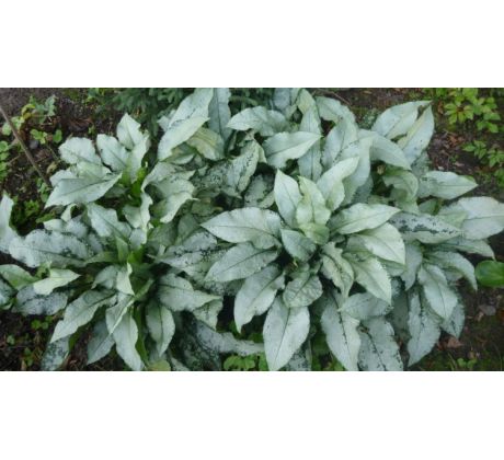 Plicník " Majeste "(Pulmonaria saccharata)