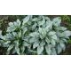 Plicník " Majeste "(Pulmonaria saccharata)