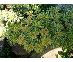 Sedum 16
