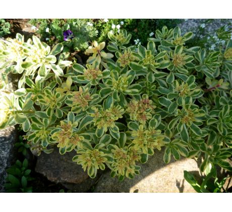 Sedum 16