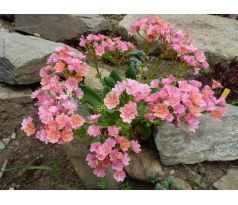 Lewisia cotyledon