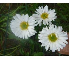 Hvězdnice alpská, bílá(Aster alpinus)