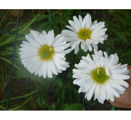 Hvězdnice alpská, bílá(Aster alpinus)