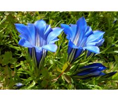 Gentiana sino ornata