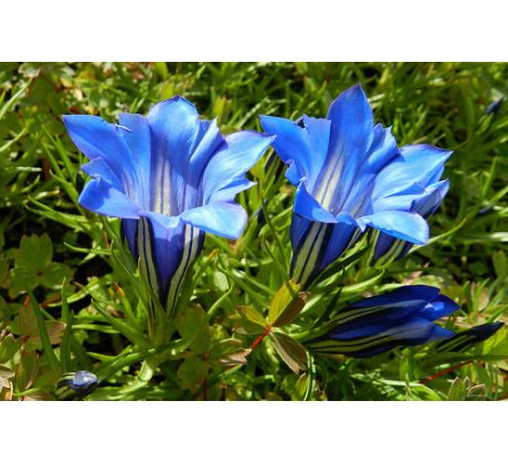 Gentiana sino ornata