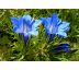 Podzimní Hořec (Gentiana sino ornata)