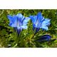 Gentiana sino ornata