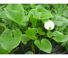 Ďáblík bahenní (Calla palustris)