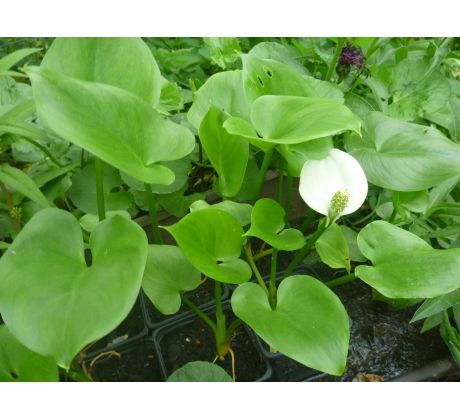 Ďáblík bahenní (Calla palustris)