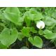 Ďáblík bahenní (Calla palustris)