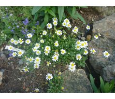 Chudobička (Bellium bellidioides)