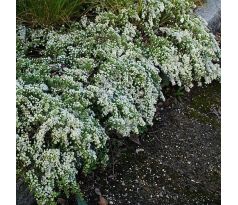 Plazivá podzimní astra (Aster ericoides ´Snow Flury´)