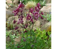 Orlíček kanadský (Aquilegia canadensis)