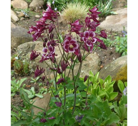 Orlíček kanadský (Aquilegia canadensis)