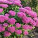 Sedum spectabile  růžový