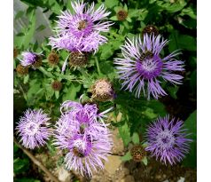 Chrpa parukářka (Centaurea pseudophrygia)